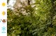 Tuja SZMARAGD żywotnik zachodni - na żywopłot, kolumnowa