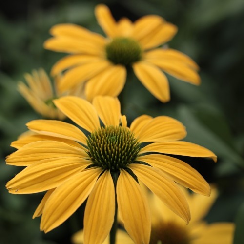 Jeżówka żółta wysoka LEILANI - sadzonka