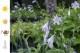 Funkia, hosta sadzonka FRANCEE - ogrodowa, na słońce