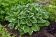 Funkia, hosta sadzonka FRANCEE - ogrodowa, na słońce