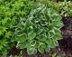 Funkia, hosta sadzonka FRANCEE - ogrodowa, na słońce