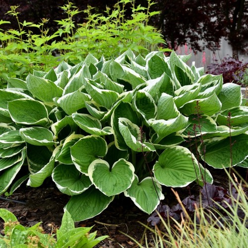Funkia, hosta sadzonka FRANCEE - ogrodowa, na słońce