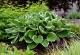 Funkia, hosta sadzonka FRANCEE - ogrodowa, na słońce