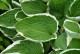 Funkia, hosta sadzonka FRANCEE - ogrodowa, na słońce