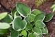 Funkia, hosta sadzonka FRANCEE - ogrodowa, na słońce