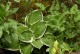 Funkia, hosta sadzonka FRANCEE - ogrodowa, na słońce