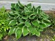 Funkia, hosta sadzonka FRANCEE - ogrodowa, na słońce