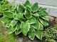 Funkia, hosta sadzonka FRANCEE - ogrodowa, na słońce