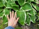 Funkia, hosta sadzonka FRANCEE - ogrodowa, na słońce