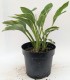 Funkia, hosta sadzonka FRANCEE - ogrodowa, na słońce