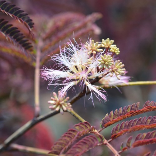 Albicja jedwabista Summer Chocolate - Wyjątkowe Liście o Czekoladowym Blasku
