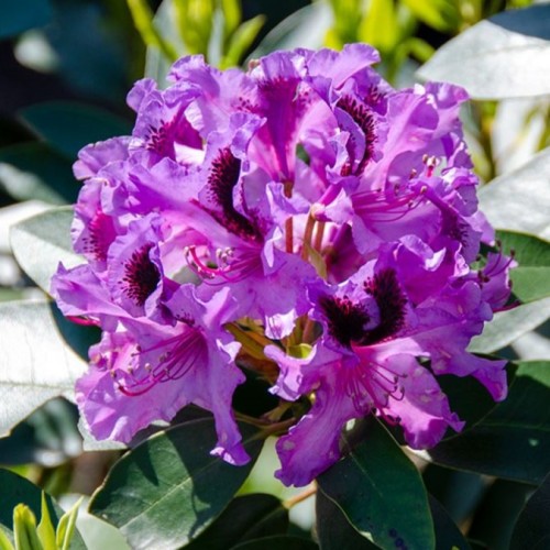 Rhododendron wielkokwiatowy, różanecznik BARITON