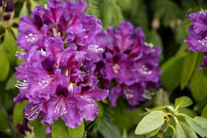 Rhododendron wielkokwiatowy, ranecznik BARITON | Darmowa dostawa