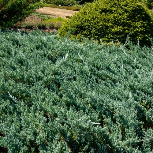 Jałowiec BLUE CHIP płożący, niebieski, sadzonki