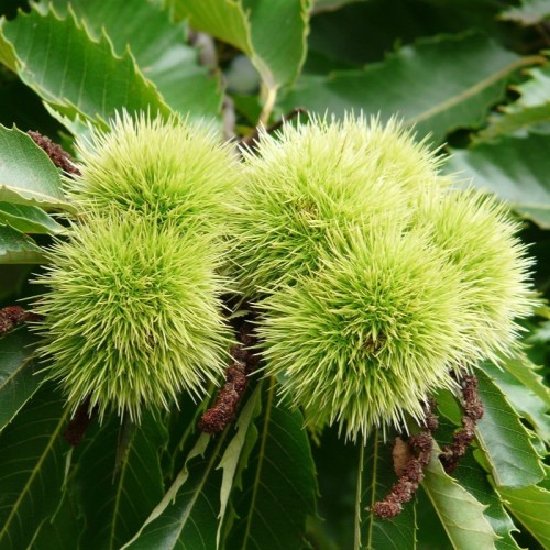 Kasztan JADALNY sadzonki - drzewo castanea sativa