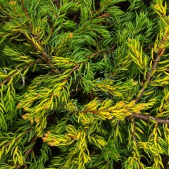 Jałowiec GOLDSCHATZ pospolity, sadzonki