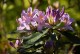 Rhododendron Catawbiense Grandiflorum - wielkokwiatowy różanczenik