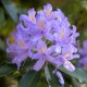 Rhododendron Catawbiense Grandiflorum - wielkokwiatowy różanczenik