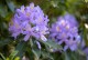 Rhododendron Catawbiense Grandiflorum - wielkokwiatowy różanczenik