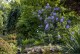 Rhododendron Catawbiense Grandiflorum - wielkokwiatowy różanczenik