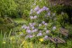 Rhododendron Catawbiense Grandiflorum - wielkokwiatowy różanczenik