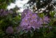 Rhododendron Catawbiense Grandiflorum - wielkokwiatowy różanczenik