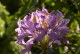 Rhododendron Catawbiense Grandiflorum - wielkokwiatowy różanczenik