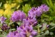 Rhododendron Catawbiense Grandiflorum - wielkokwiatowy różanczenik