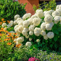 Hortensja ANNABELLE STRONG drzewiasta, krzewiasta, biała - sadzonki