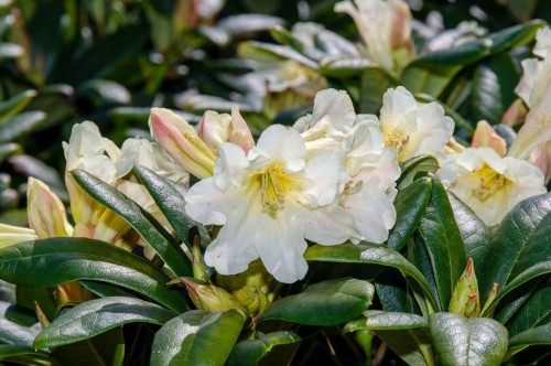 Rhododendron wielkokwiatowy, różanecznik ESKIMO