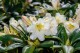Rhododendron wielkokwiatowy, różanecznik ESKIMO
