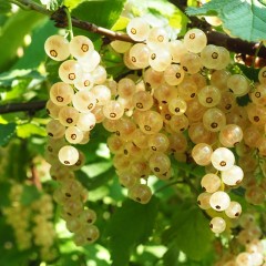 Biała porzeczka sadzonki - Z JUTERBOG