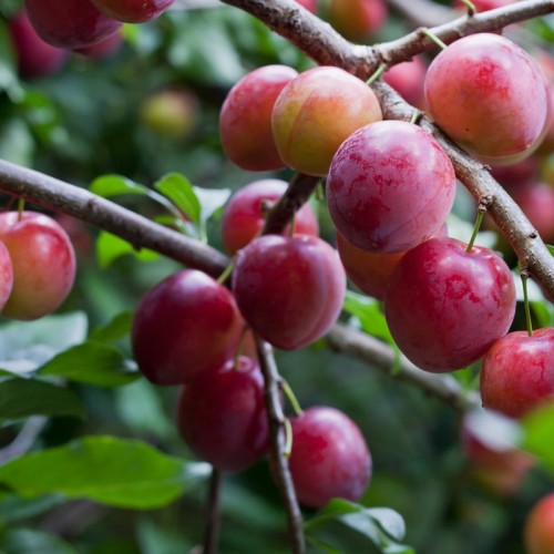 Śliwa OPAL - odporna, plenna, samopylna