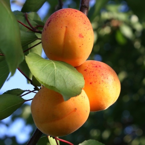 Morela HARLAYNE sadzonka - sprawdzona w polskim klimacie, soczyste owoce