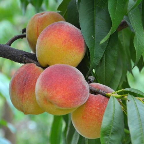 Brzoskwinia INKA drzewko - duże owoce, samopylna