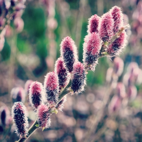 Wierzba MOUNT ASO ozdobna, smukłoszyjkowa - różowa