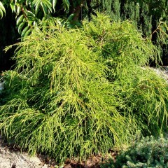 Cyprysik groszkowy SUNGOLD żółty w doniczce