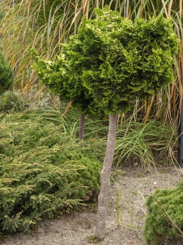 Cyprysik japoński NANA GRACILIS na pniu - szykowny