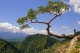 Sosna górska LIMBA sadzonki - pinus cembra