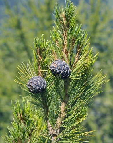Sosna górska LIMBA sadzonki - pinus cembra