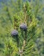 Sosna górska LIMBA sadzonki - pinus cembra