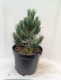 Sosna górska LIMBA sadzonki - pinus cembra