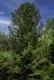 Sosna górska LIMBA sadzonki - pinus cembra