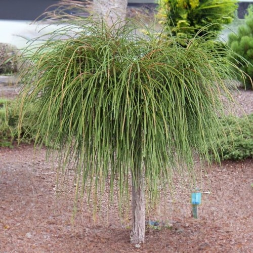 Tuja NA PNIU sznurkowa WHIPCORD - żywotnik olbrzymi sadzonki