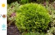 Tuja MIRIAM złota żywotnik zachodni - kula, karłowata, sadzonki