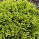 Tuja MIRIAM złota żywotnik zachodni - kula, karłowata, sadzonki