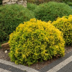 Tuja MIRIAM złota żywotnik zachodni - kula, karłowata, sadzonki