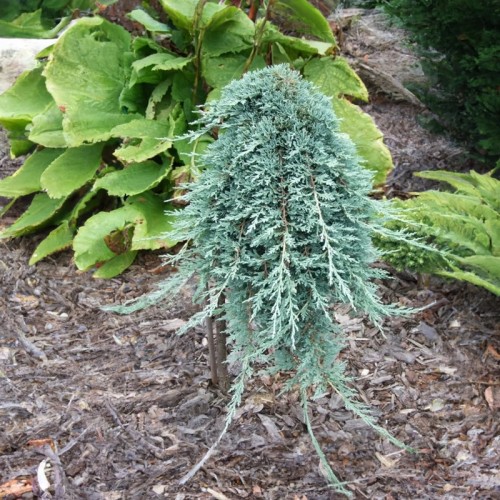 Jałowiec NA PNIU szczepiony ICEE BLUE