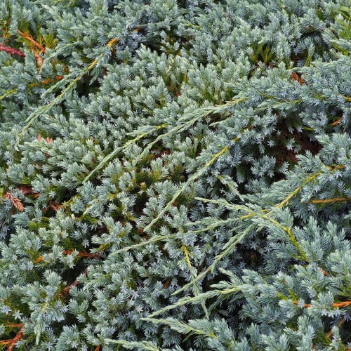 Jałowiec płożący ICEE BLUE niebieski, sadzonki