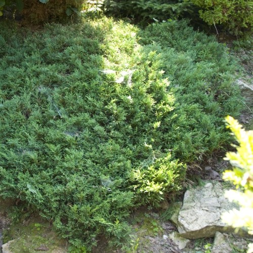 Jałowiec PRINCE OF WALES płożący, sadzonki